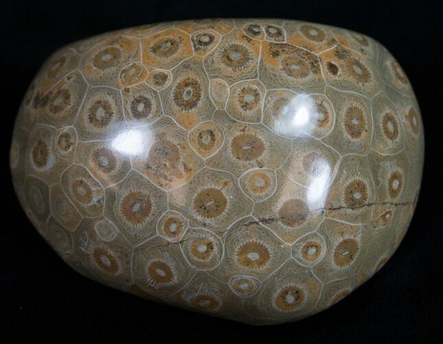 Polished Fossil Coral Head - Morocco #10390